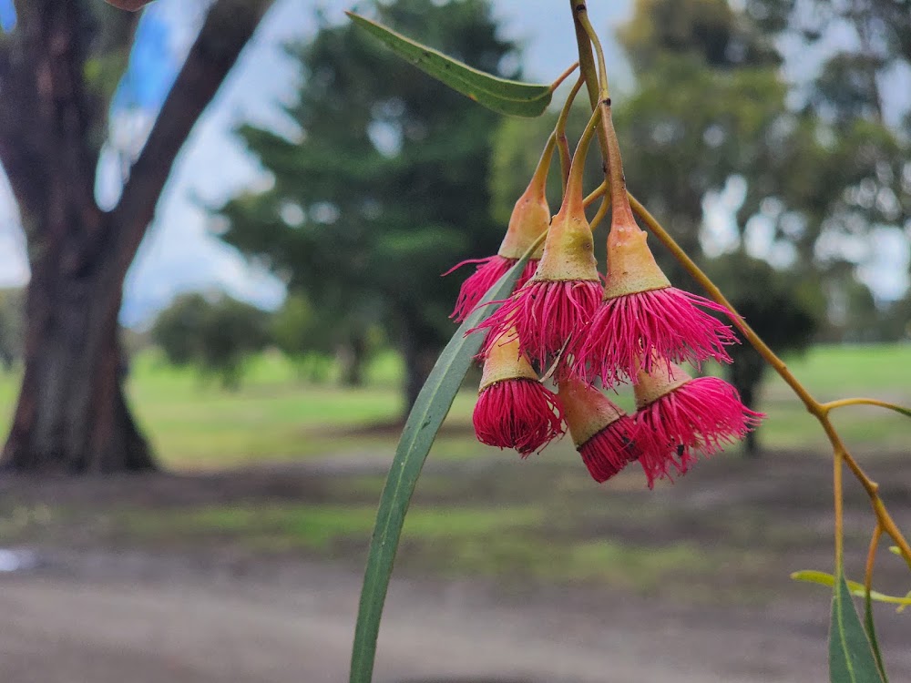 Craigieburn-Willmott Golf Club