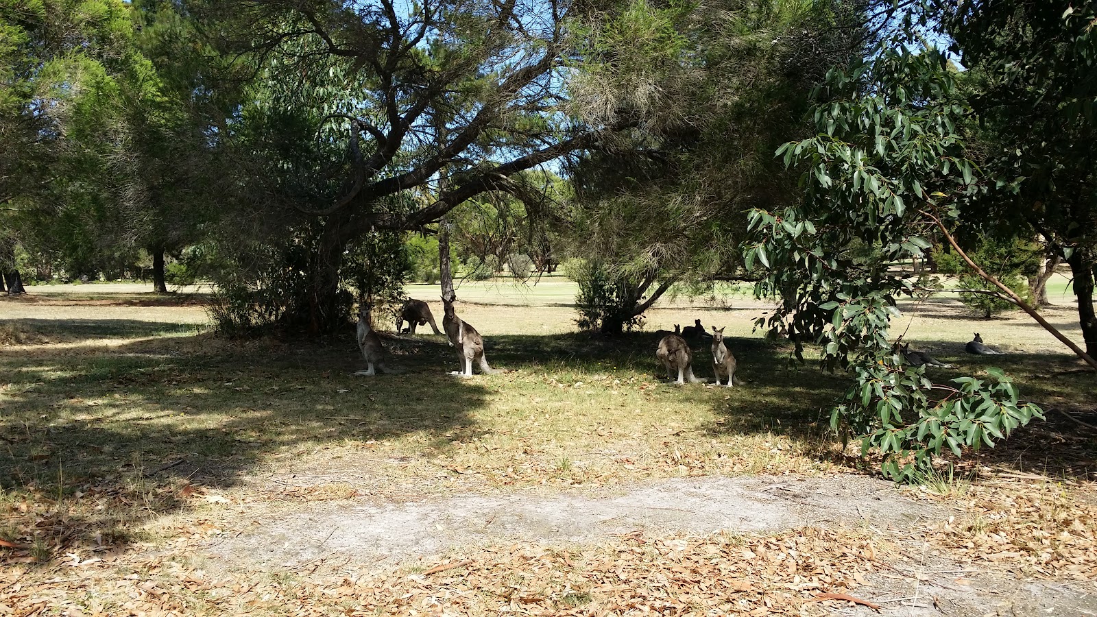 Wonthaggi Golf Club