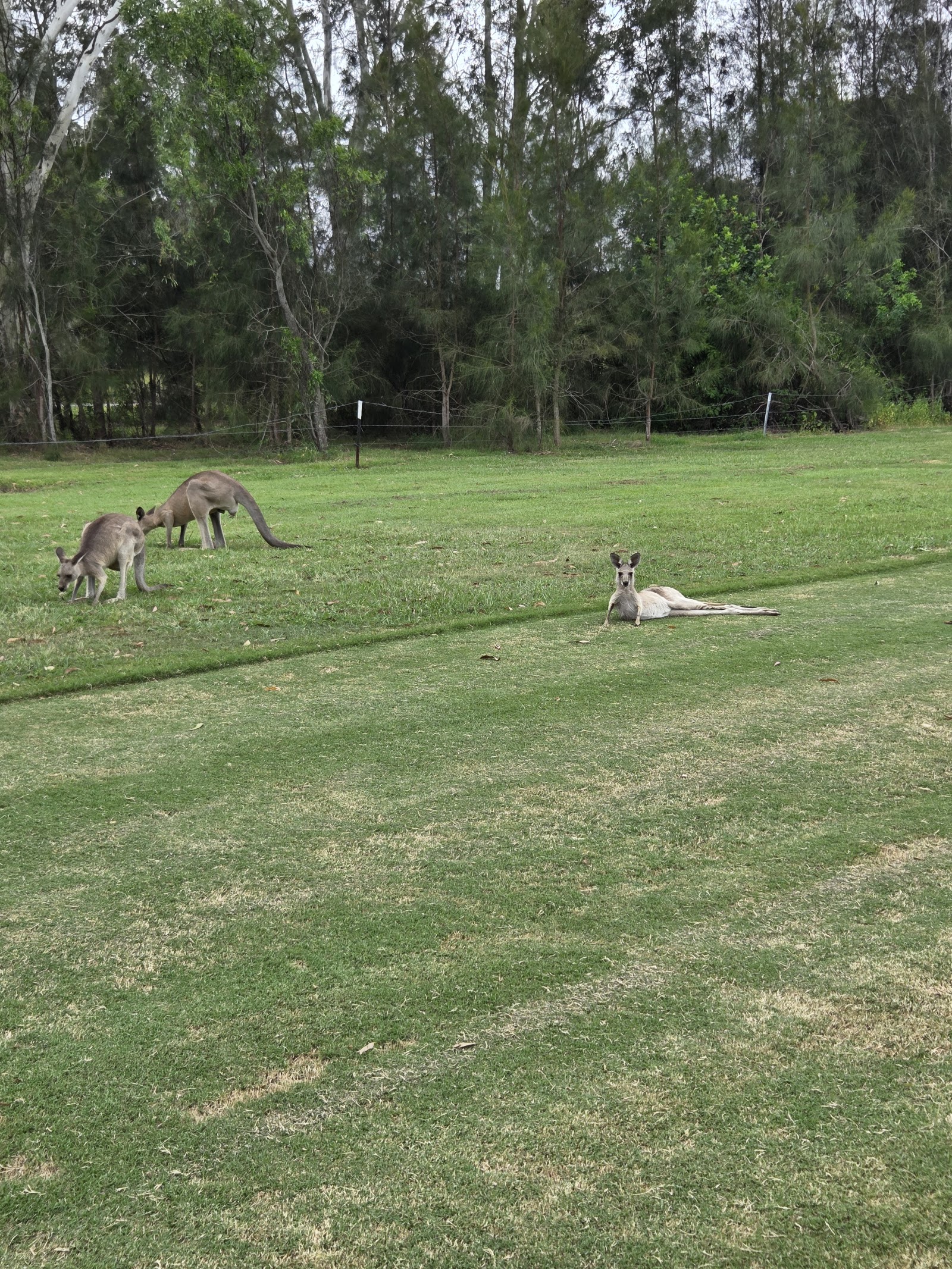 Calliope Golf Club