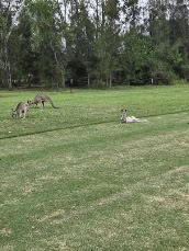 Calliope Golf Club