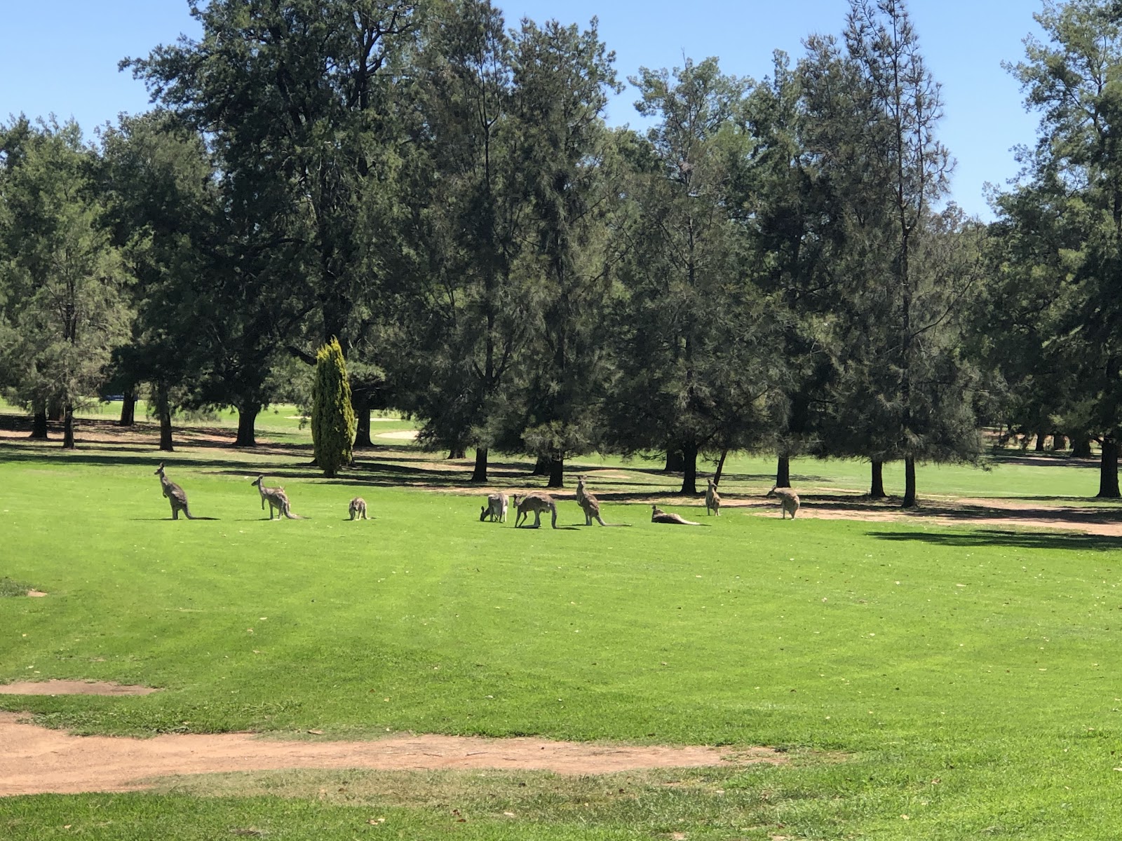Dubbo Golf Club