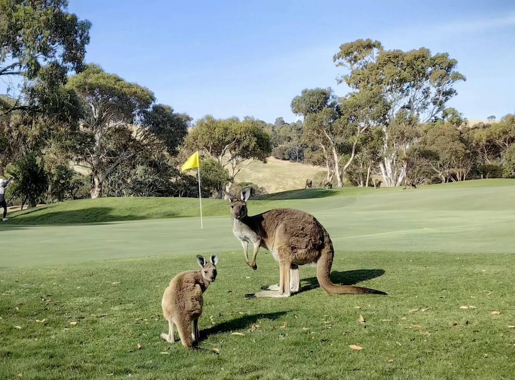 Wirrina Cove Golf Course